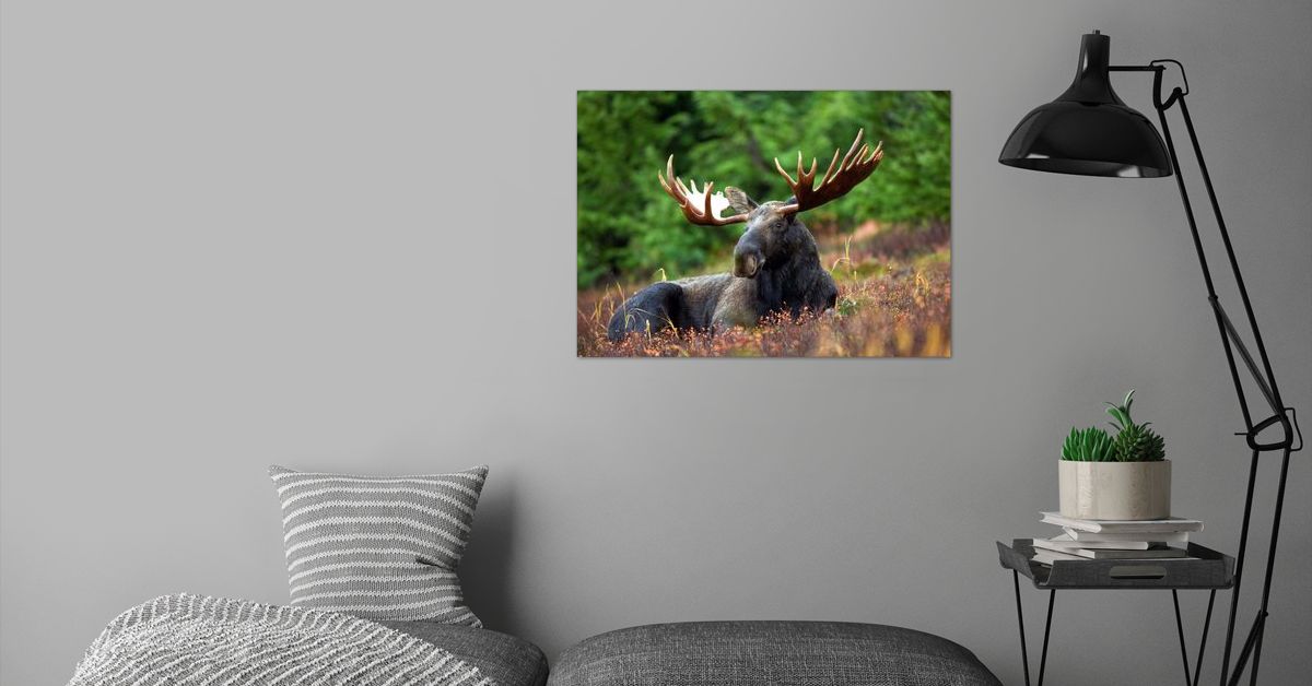 Bull Moose Game Home Decor Poster By Khanfusion Art Displate