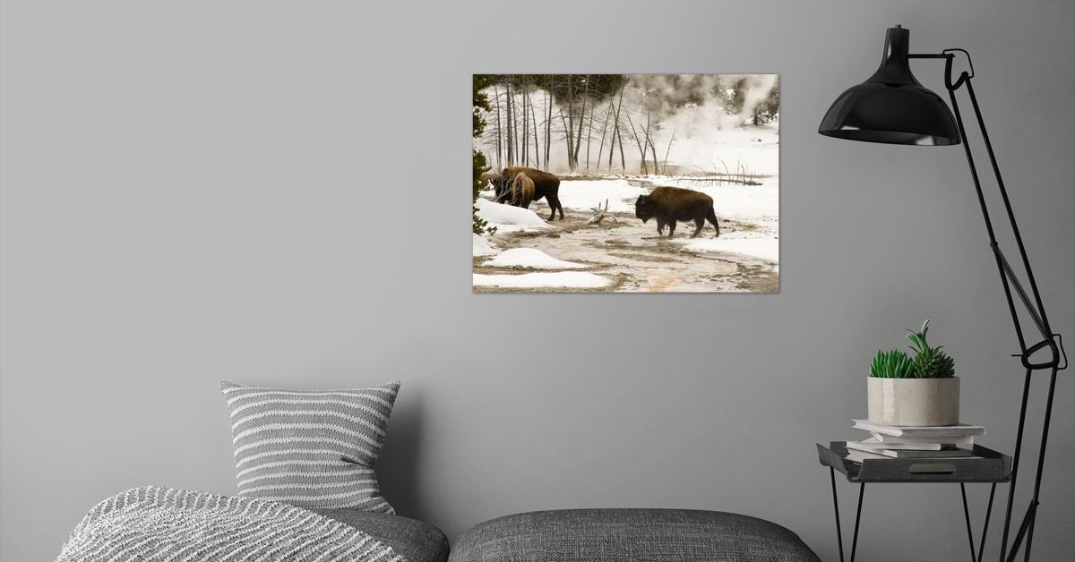 'Bison in Yellowstone' Poster by Karen Foley | Displate