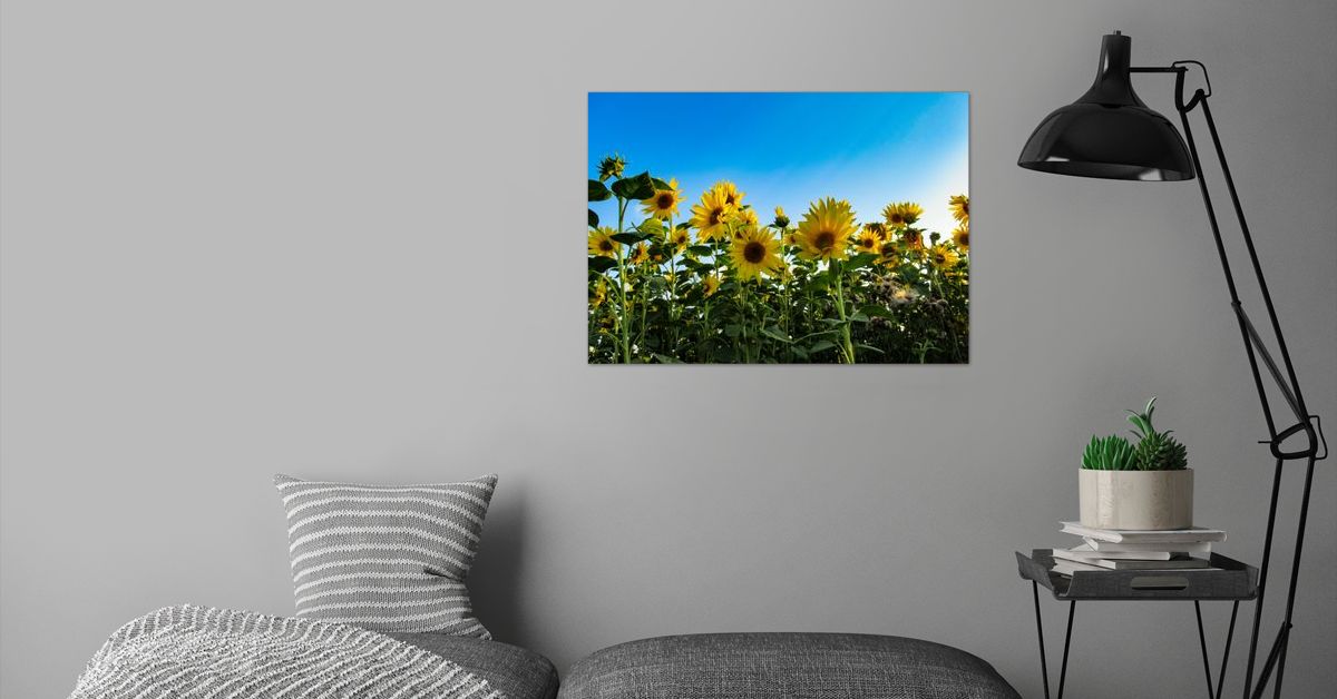 'blooming sunflower field' Poster by rhnaturestyles | Displate