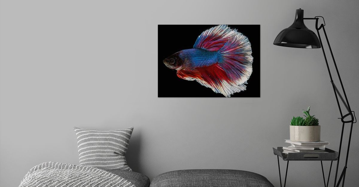 7,8x11,8 x3 Kein Rahmen Liang/ Ni/ Inc Abstraktes Tier Betta Fisch Leinwand HD Drucke Bilder Wandkunst Poster Gem/älde Wohnkultur f/ür Wohnzimmer Wohnung 20x30 cm