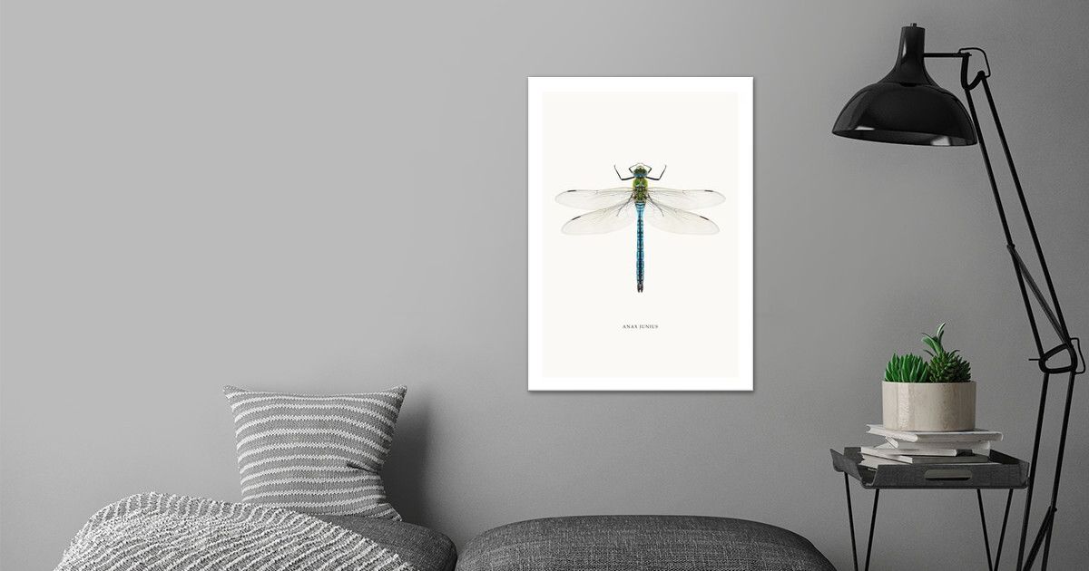 'Anax Junius' Poster by Wildlife Art Print | Displate